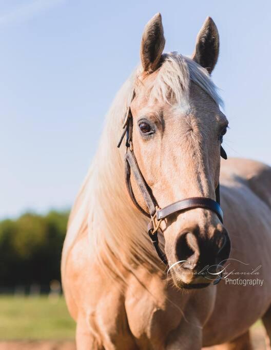 Farmhouse Guest Suite, Pool, Hot Tub, Horses Midhurst 외부 사진